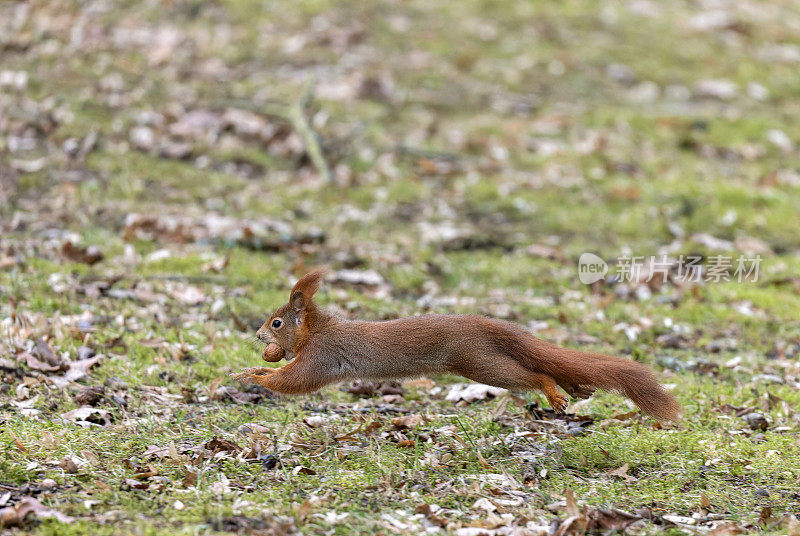 奔跑的欧亚红松鼠(学名Sciurus vulgaris)